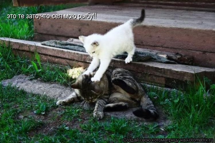 это те зато,что сел мою рыбу!!... Котоматрица: это те зато,что сел мою рыбу!!