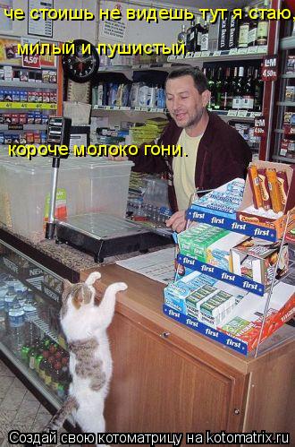 че стоишь не видешь тут я стаю, милый и пушистый. короче молоко гони.... Котоматрица: че стоишь не видешь тут я стаю, милый и пушистый. короче молоко гони.