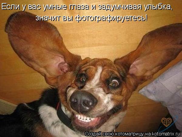 Если у вас умные глаза и задумчивая улыбка, значит вы фотографируетесь!... Котоматрица: Если у вас умные глаза и задумчивая улыбка, значит вы фотографируетесь!