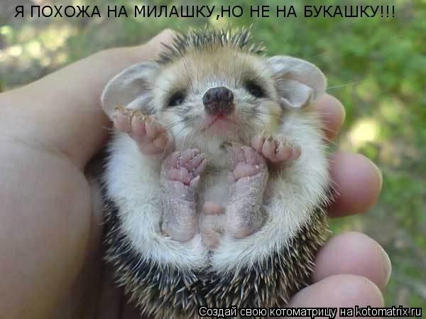 Я ПОХОЖА НА МИЛАШКУ,НО НЕ НА БУКАШКУ!!!... Котоматрица: Я ПОХОЖА НА МИЛАШКУ,НО НЕ НА БУКАШКУ!!!