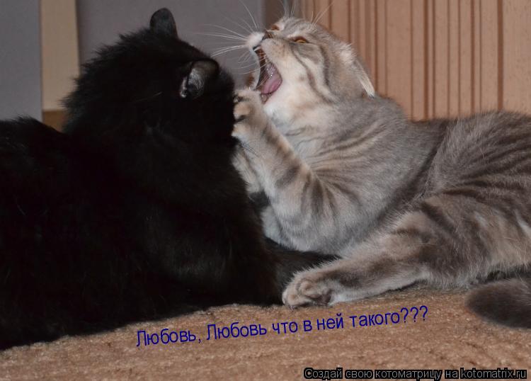 Любовь, Любовь что в ней такого???... Котоматрица: Любовь, Любовь что в ней такого???