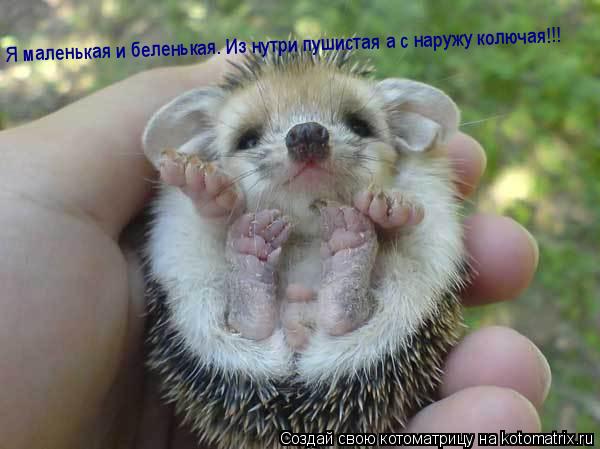 Я маленькая и беленькая. Из нутри пушистая а с наружу колючая!!!... Котоматрица: Я маленькая и беленькая. Из нутри пушистая а с наружу колючая!!!