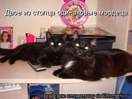 Двое из столца одинаковые мордеца.... Котоматрица: Двое из столца одинаковые мордеца.