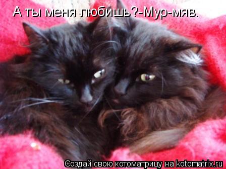 А ты меня любишь?-Мур-мяв.... Котоматрица: А ты меня любишь?-Мур-мяв.