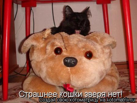 Страшнее кошки зверя нет!... Котоматрица: Страшнее кошки зверя нет!