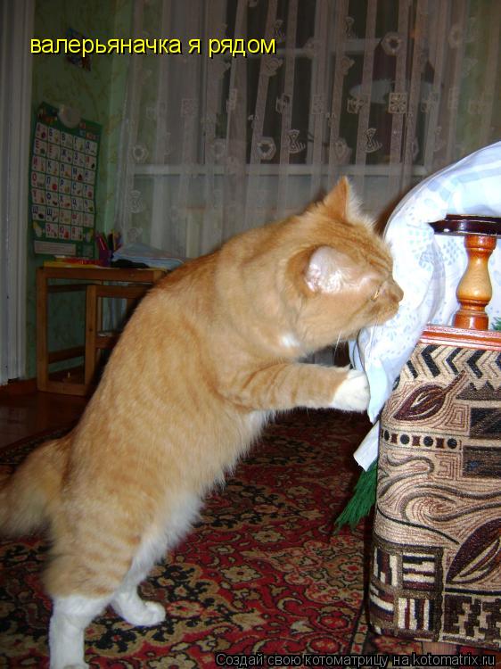 валерьяначка я рядом... Котоматрица: валерьяначка я рядом