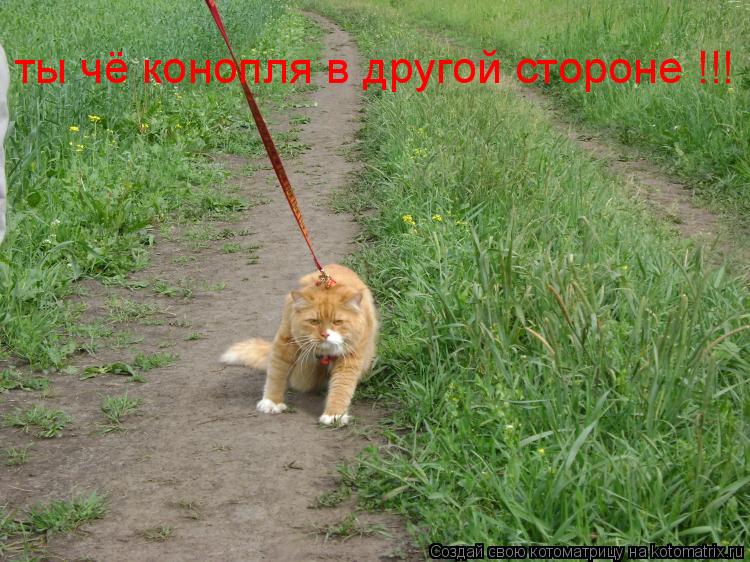 ты чё конопля в другой стороне !!!... Котоматрица: ты чё конопля в другой стороне !!!