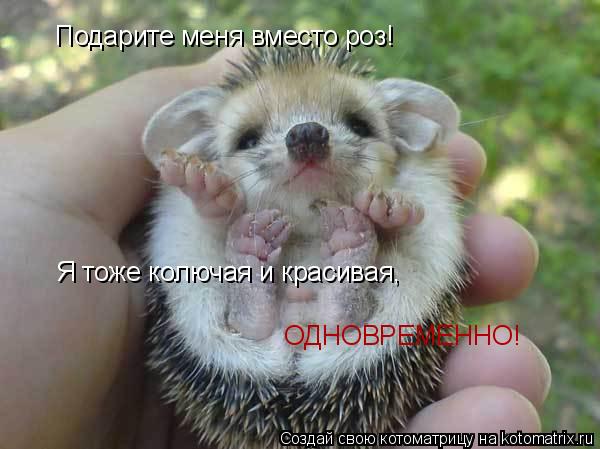 Подарите меня вместо роз! Я тоже колючая и красивая, ОДНОВРЕМЕННО!... Котоматрица: Подарите меня вместо роз! Я тоже колючая и красивая, ОДНОВРЕМЕННО!
