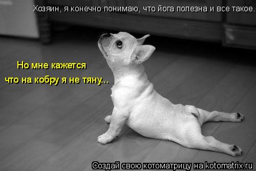 Хозяин, я конечно понимаю, что йога полезна и все такое... Но тебе не кажется, что на кобру я не тяну... Котоматрица: Хозяин, я конечно понимаю, что йога полезна и все такое... Но тебе не кажется, что на кобру я не тяну? Но мне кажется что на кобру я не тяну...