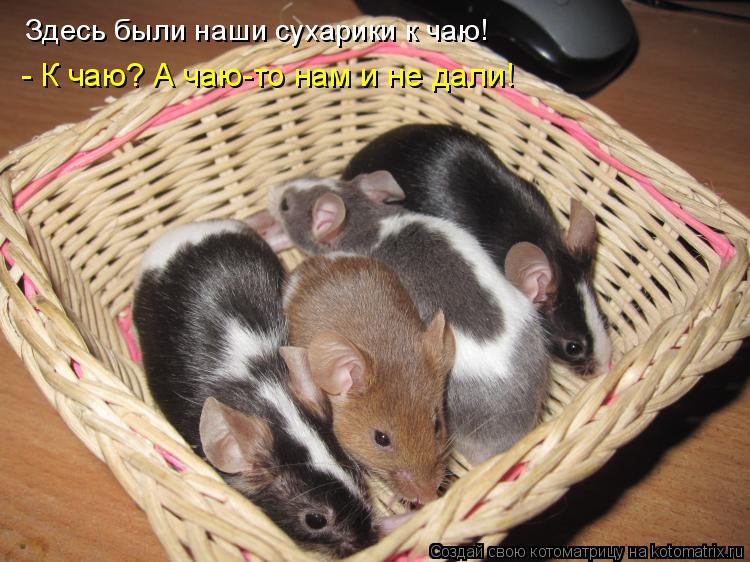 Здесь были наши сухарики к чаю! - К чаю? А чаю-то нам и не дали!... Котоматрица: Здесь были наши сухарики к чаю! - К чаю? А чаю-то нам и не дали!