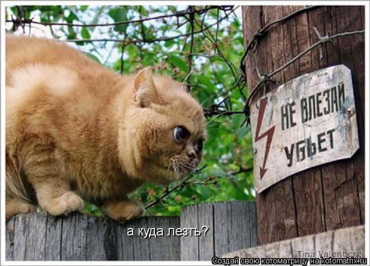 а куда лезть?... Котоматрица: а куда лезть?