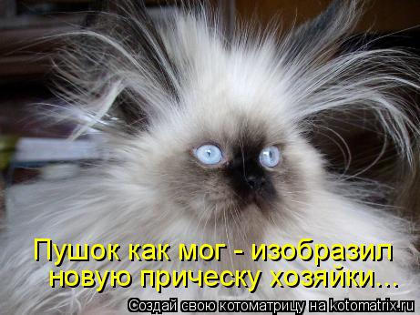 Пушок как мог - изобразил новую прическу хозяйки...... Котоматрица: Пушок как мог - изобразил новую прическу хозяйки...