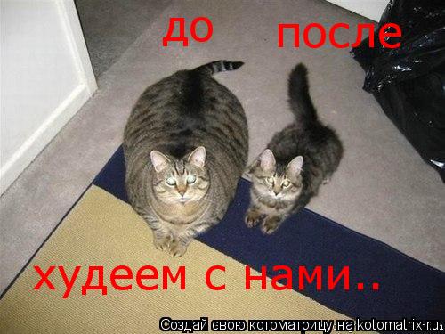 до после худеем с нами..... Котоматрица: до после худеем с нами..