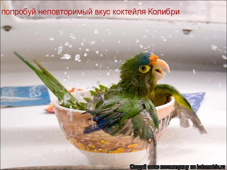 попробуй неповторимый вкус коктейля Колибри... Котоматрица: попробуй неповторимый вкус коктейля Колибри