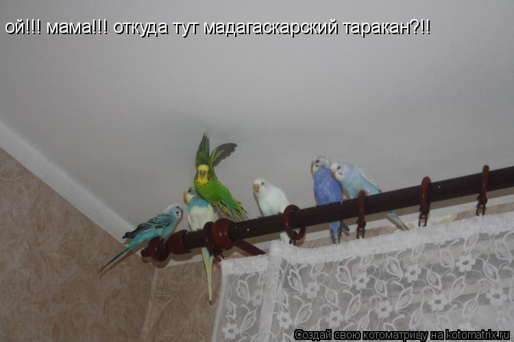 ой!!! мама!!! откуда тут мадагаскарский таракан?!!... Котоматрица: ой!!! мама!!! откуда тут мадагаскарский таракан?!!