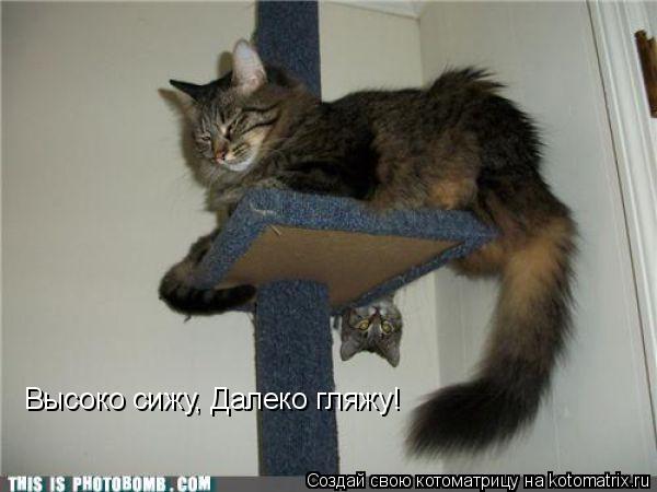 Высоко сижу, Далеко гляжу!... Котоматрица: Высоко сижу, Далеко гляжу!