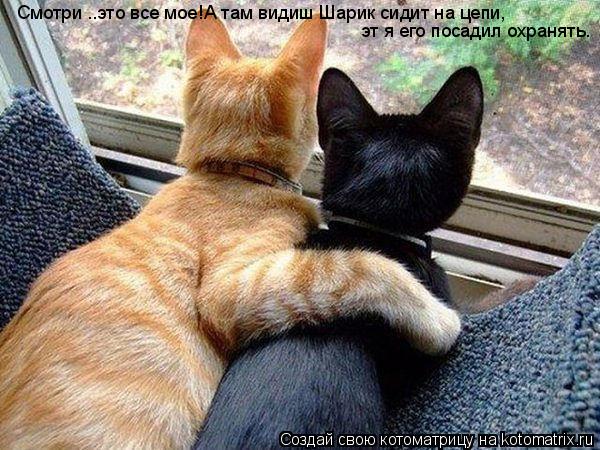 Смотри ..это все мое!А там видиш Шарик сидит на цепи, эт я его посадил охранять.... Котоматрица: Смотри ..это все мое!А там видиш Шарик сидит на цепи, эт я его посадил охранять.