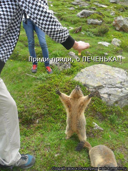 Приди-приди, о ПЕЧЕНЬКА!!... Котоматрица: Приди-приди, о ПЕЧЕНЬКА!!