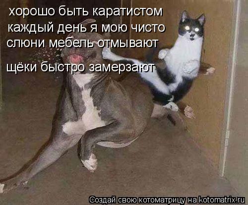 хорошо быть каратистом каждый день я мою чисто слюни мебель отмывают щёки быстро замерзают... Котоматрица: хорошо быть каратистом каждый день я мою чисто слюни мебель отмывают щёки быстро замерзают