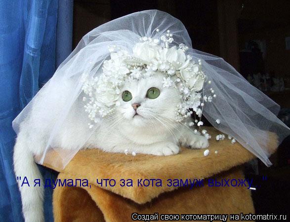 "А я думала, что за кота замуж выхожу..."... Котоматрица: "А я думала, что за кота замуж выхожу..."