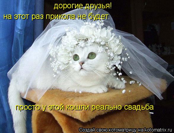 дорогие друзья! на этот раз прикола не будет просто у этой кошли реально свадьба... Котоматрица: дорогие друзья! на этот раз прикола не будет просто у этой кошли реально свадьба