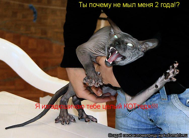 Ты почему не мыл меня 2 года!? Я изгадюшичаю тебе целый КОТтедж!!!... Котоматрица: Ты почему не мыл меня 2 года!? Я изгадюшичаю тебе целый КОТтедж!!!