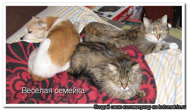 Весёлая семейка... Котоматрица: Весёлая семейка