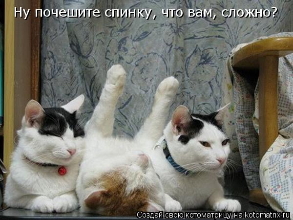 Ну почешите спинку, что вам, сложно?... Котоматрица: Ну почешите спинку, что вам, сложно?