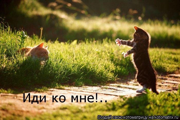 Иди ко мне!..... Котоматрица: Иди ко мне!..