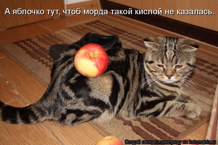 А яблочко тут, чтоб морда такой кислой не казалась.... Котоматрица: А яблочко тут, чтоб морда такой кислой не казалась.