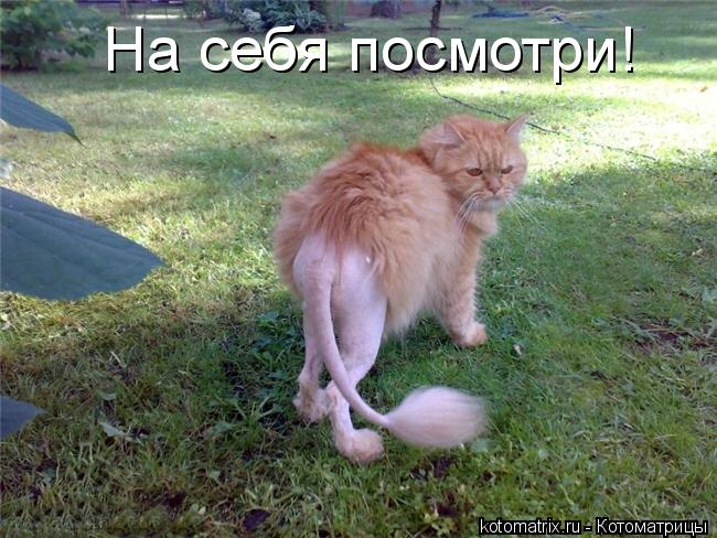 На себя посмотри!... Котоматрица: На себя посмотри!