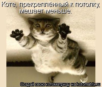 Коте, прекреплённый к потолку, мешает меньше.... Котоматрица: Коте, прекреплённый к потолку, мешает меньше.