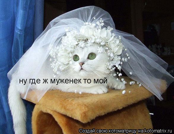 ну где ж муженек то мой... Котоматрица: ну где ж муженек то мой