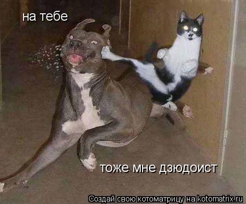 на тебе тоже мне дзюдоист... Котоматрица: на тебе тоже мне дзюдоист