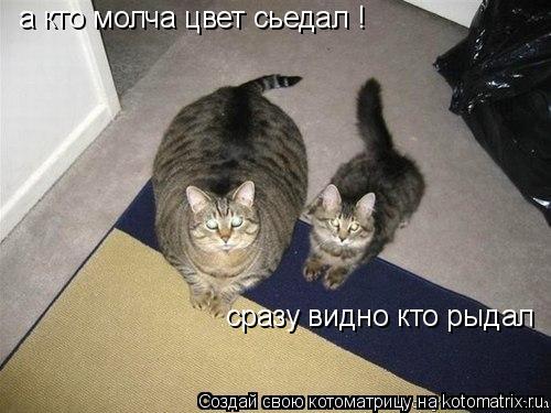 сразу видно кто рыдал а кто молча цвет сьедал !... Котоматрица: сразу видно кто рыдал а кто молча цвет сьедал !