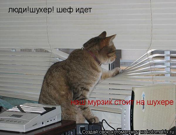 люди!шухер! шеф идет наш мурзик стоит на шухере... Котоматрица: люди!шухер! шеф идет наш мурзик стоит на шухере