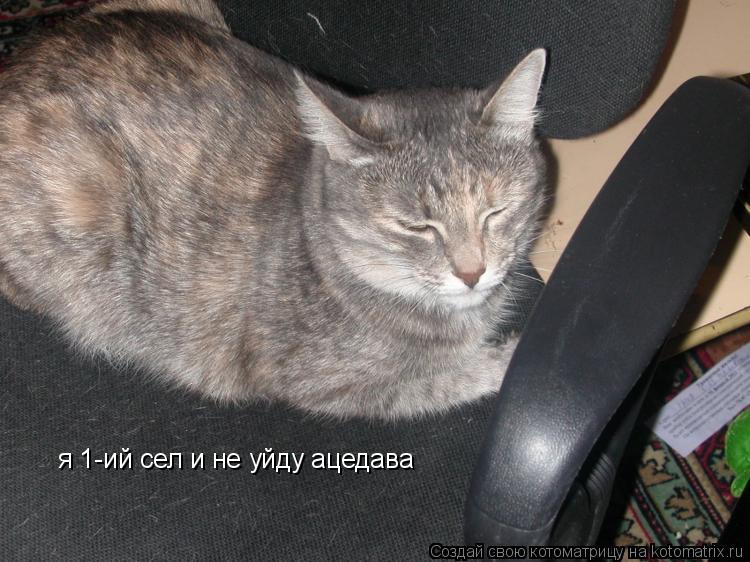 я 1-ий сел и не уйду ацедава... Котоматрица: я 1-ий сел и не уйду ацедава