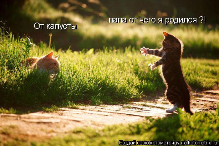 папа от чего я родился ?! От капусты... Котоматрица: папа от чего я родился ?! От капусты