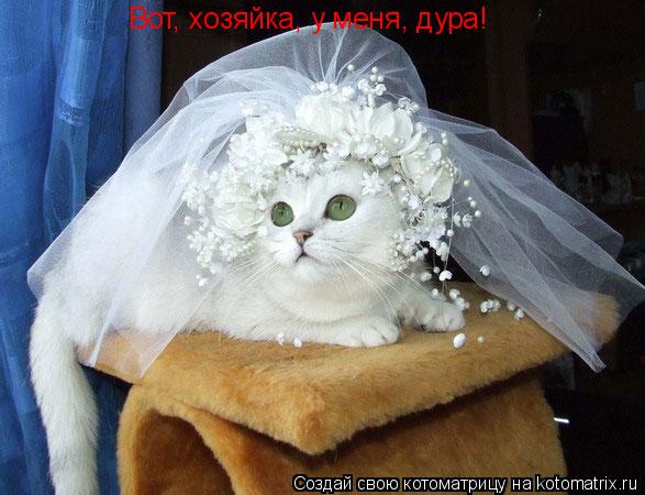 Вот, хозяйка, у меня, дура!... Котоматрица: Вот, хозяйка, у меня, дура!