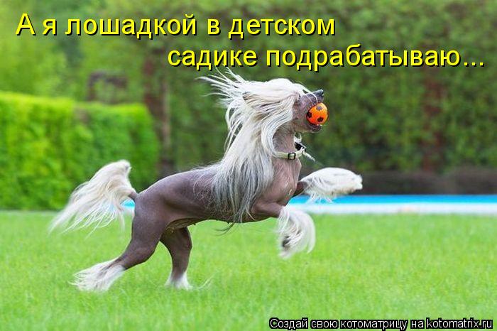 А я лошадкой в детском садике подрабатываю...... Котоматрица: А я лошадкой в детском садике подрабатываю...