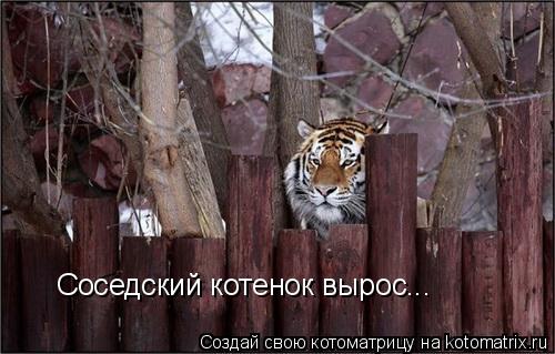 Соседский котенок вырос...... Котоматрица: Соседский котенок вырос...
