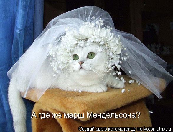 А где же марш Мендельсона?... Котоматрица: А где же марш Мендельсона?