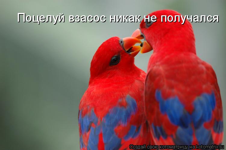 Поцелуй взасос никак не получался... Котоматрица: Поцелуй взасос никак не получался