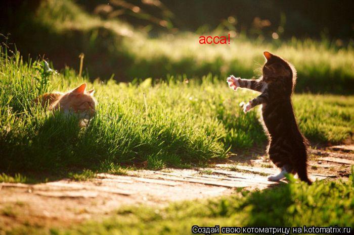 асса!... Котоматрица: асса!