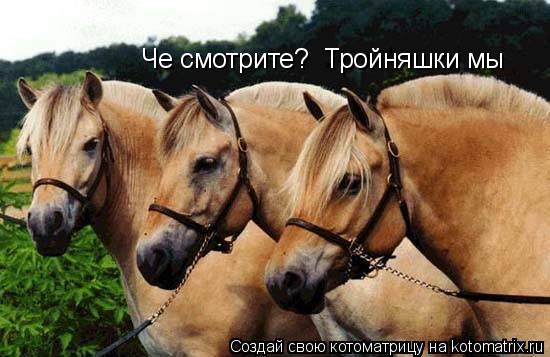 Че смотрите? Тройняшки мы... Котоматрица: Че смотрите? Тройняшки мы