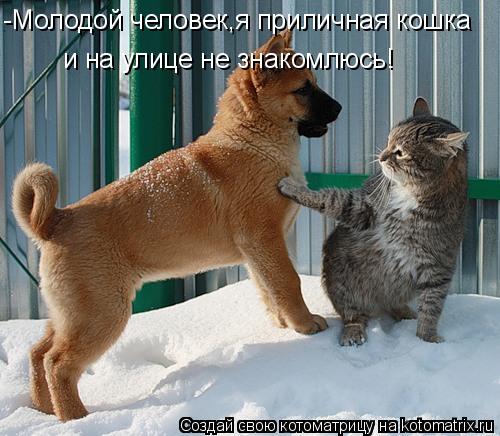 -Молодой человек,я приличная кошка и на улице не знакомлюсь!... Котоматрица: -Молодой человек,я приличная кошка и на улице не знакомлюсь!
