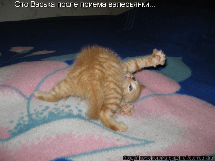 Это Васька после приёма валерьянки...... Котоматрица: Это Васька после приёма валерьянки...