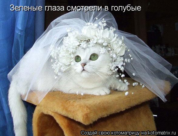 Зеленые глаза смотрели в голубые... Котоматрица: Зеленые глаза смотрели в голубые