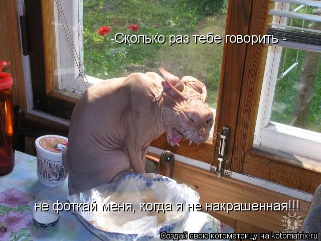 Сколько раз тебе говорить - не фоткай меня, когда я не накрашенная!!!... Котоматрица: Сколько раз тебе говорить - не фоткай меня, когда я не накрашенная!!!