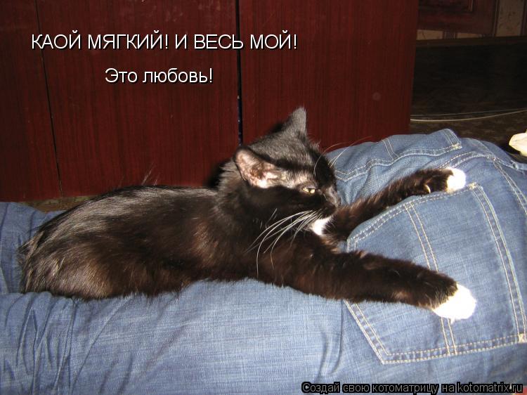 КАОЙ МЯГКИЙ! И ВЕСЬ МОЙ! Это любовь!... Котоматрица: КАОЙ МЯГКИЙ! И ВЕСЬ МОЙ! Это любовь!